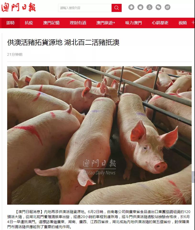 省食品協助湖北活豬首次供澳 省食品協助湖北活豬首次供澳