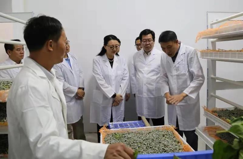 省國資委黨委副書記、副主任賀宇出席廣新集團定點幫扶村英德市鎮南村蠶桑產業基地開業儀式